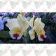 Orquídeas  Catleyas híbridas em cores e tamanhos variados