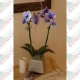 Orquídeas phalaenopsis tingidas em pote 12 em caixas contendo 10 vasos em cores variadas ou única