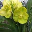 Orquídeas Vandas de tamanhos e cores variadas