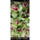 Orquídeas cymbidium em hastes de diversas cores