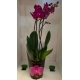 Orquídea phalaenopsis  em pote tamanho 15 cm com cores variadas