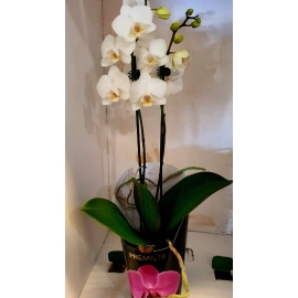 Orquídeas Mini Phalaenopsis  em pote tamanho 09 cm com cores variadas