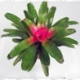 Bromélia neoregelia hibridas