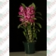 Orquídeas Dendrobium em  pote 15 cm, com 6 vasos na caixa em cores variadas ou única