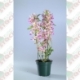 Orquídeas Dendrobium em  pote 15 cm, com 6 vasos na caixa em cores variadas ou única