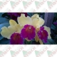 Orquídeas  Catleyas híbridas em cores e tamanhos variados