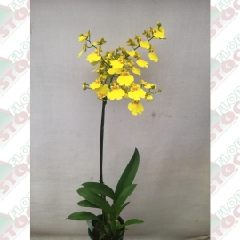 Orquídeas oncidiuns  em pote tamanho 15cm em caixas contendo 6 vasos de 1 ou mais hastes.
