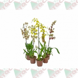 Orquídea oncidium pote 15cm 1ª linha haste simples variada