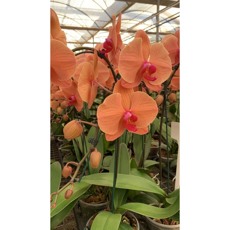 Orquídea phalaenopsis cascata em pote 15 e cores variadas - Flor Stock