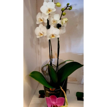 Orquídeas Mini Phalaenopsis em pote tamanho 09 cm com cores variadas - Flor  Stock