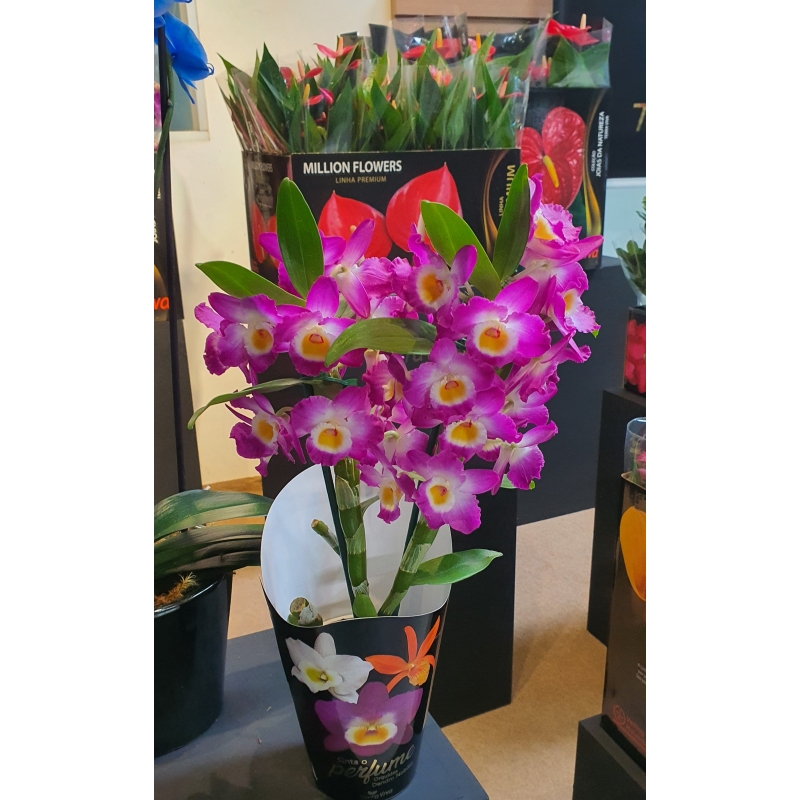 Orquídeas Dendrobium em pote 15 cm, com 6 vasos na caixa em cores variadas  ou única - Flor Stock